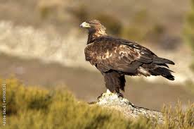 Attēlu rezultāti vaicājumam “Aquila chrysaetos adult”