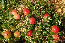 Attēlu rezultāti vaicājumam “Oxycoccus”