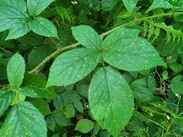 Attēlu rezultāti vaicājumam “Oenothera rubricauli leaf”