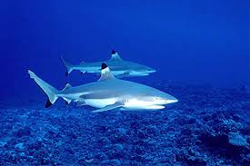Image result for Carcharhinus melanopterus