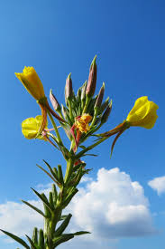 Image result for Nachtkerze