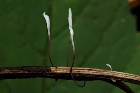 Attēlu rezultāti vaicājumam “Typhula erythropus”