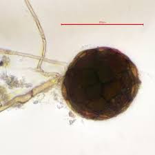Attēlu rezultāti vaicājumam “Dicranella schreberiana”