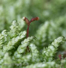 Attēlu rezultāti vaicājumam “Plagiothecium latebricola macro”