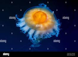 Image result for Phacellophora camtschatica