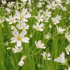 Attēlu rezultāti vaicājumam “Stellaria holostea leaf”