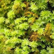 Attēlu rezultāti vaicājumam “Rhodobryum roseum”