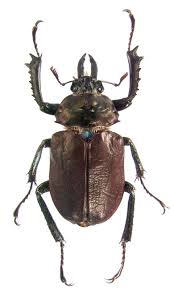 Attēlu rezultāti vaicājumam “Exobasidium cassandrae”