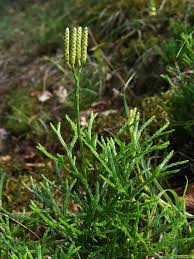 Attēlu rezultāti vaicājumam “Diphasium complanatum”