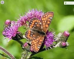Attēlu rezultāti vaicājumam “Euphydryas maturna upperside”