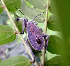 Attēlu rezultāti vaicājumam “Saldula saltatoria”