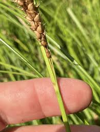 Attēlu rezultāti vaicājumam “Carex vesicaria”