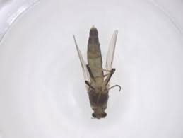 Attēlu rezultāti vaicājumam “Cricotopus”