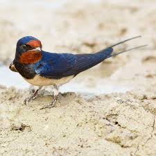 Attēlu rezultāti vaicājumam “Hirundo rustica adult”