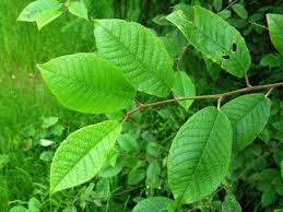 Attēlu rezultāti vaicājumam “Padus avium leaf”