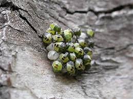 Attēlu rezultāti vaicājumam “Palomena prasina nymph”