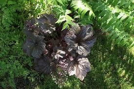 Image result for Heuchera Metallica