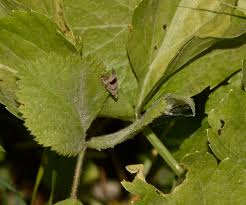 Attēlu rezultāti vaicājumam “Notocelia uddmanniana”