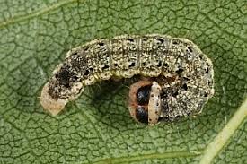 Attēlu rezultāti vaicājumam “Tetheella fluctuosa”