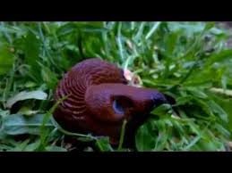 Attēlu rezultāti vaicājumam “Arion lusitanicus”