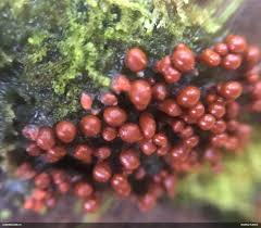 Attēlu rezultāti vaicājumam “Licea testudinacea”