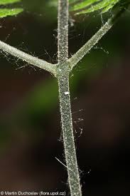 Attēlu rezultāti vaicājumam “Gymnocarpium robertianum”