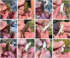 Attēlu rezultāti vaicājumam “Amaurochaete fusiformis”