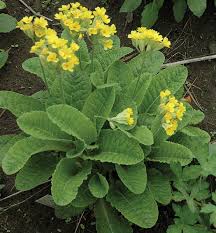 Attēlu rezultāti vaicājumam “Primula veris”