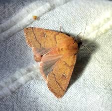 Attēlu rezultāti vaicājumam “Mythimna turca”