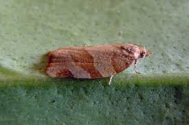 Attēlu rezultāti vaicājumam “Pandemis cerasana”