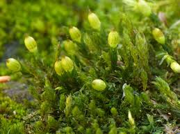 Attēlu rezultāti vaicājumam “Orthotrichum cupulatum var. riparium”