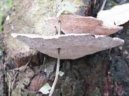 Attēlu rezultāti vaicājumam “Inonotus radiatus”