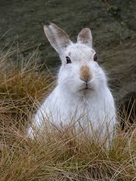 Attēlu rezultāti vaicājumam “Lepus timidus”
