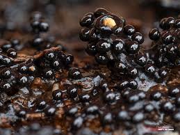 Attēlu rezultāti vaicājumam “Stemonaria irregularis macro”