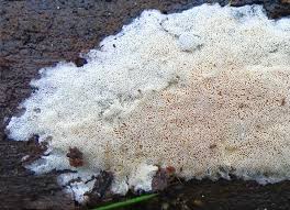 Attēlu rezultāti vaicājumam “Junghuhnia pseudozilingiana”