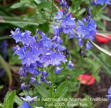 Attēlu rezultāti vaicājumam “Veronica austriaca subsp. teucrium”