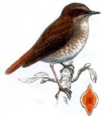 Image result for Luscinia sibilans