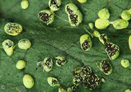 Attēlu rezultāti vaicājumam “Physarum luteolum”