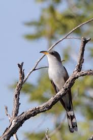 Image result for Coccyzus americanus