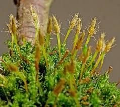 Attēlu rezultāti vaicājumam “Ulota crispa sporophyte”