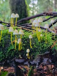 Attēlu rezultāti vaicājumam “Mycena epipterygia”