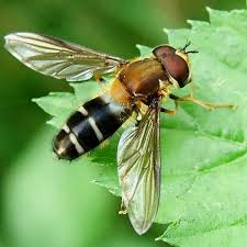 Attēlu rezultāti vaicājumam “Leucozona lucorum”