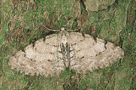 Attēlu rezultāti vaicājumam “Aethalura punctulata”