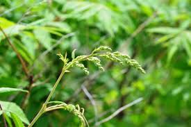 Attēlu rezultāti vaicājumam “Sorbaria sorbifolia flower”