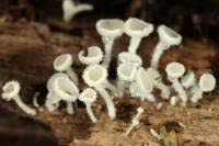 Attēlu rezultāti vaicājumam “Lachnum corticale”