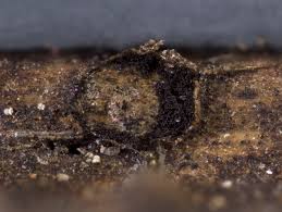 Attēlu rezultāti vaicājumam “Colloderma oculatum”