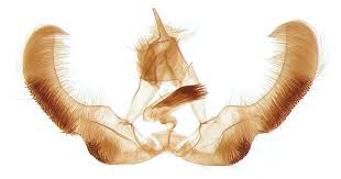 Attēlu rezultāti vaicājumam “Epinotia brunnichana”