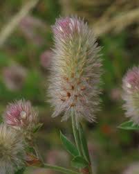 Attēlu rezultāti vaicājumam “Trifolium arvense”