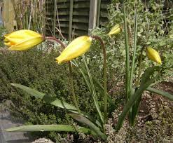Attēlu rezultāti vaicājumam “Tulipa sylvestris”