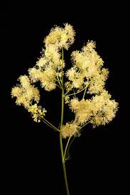 Attēlu rezultāti vaicājumam “Thalictrum lucidum”